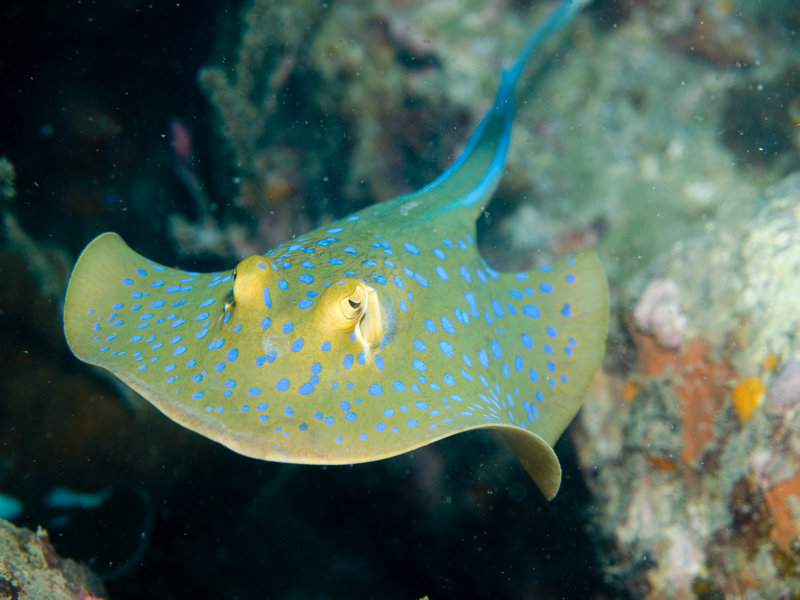Blue spotted fan tail ray
